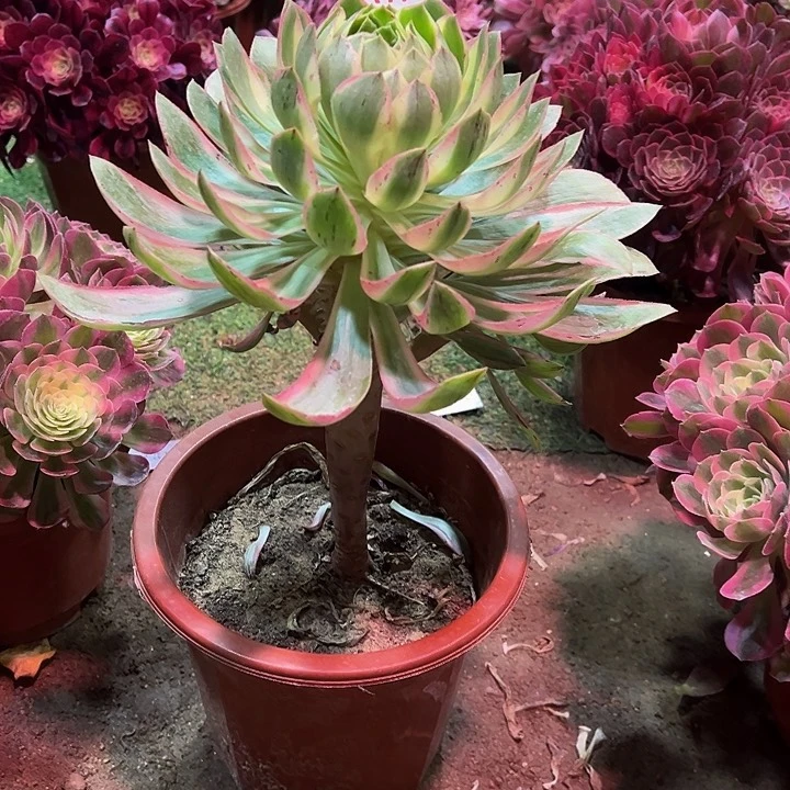 霞**映青莲174多肉寄养