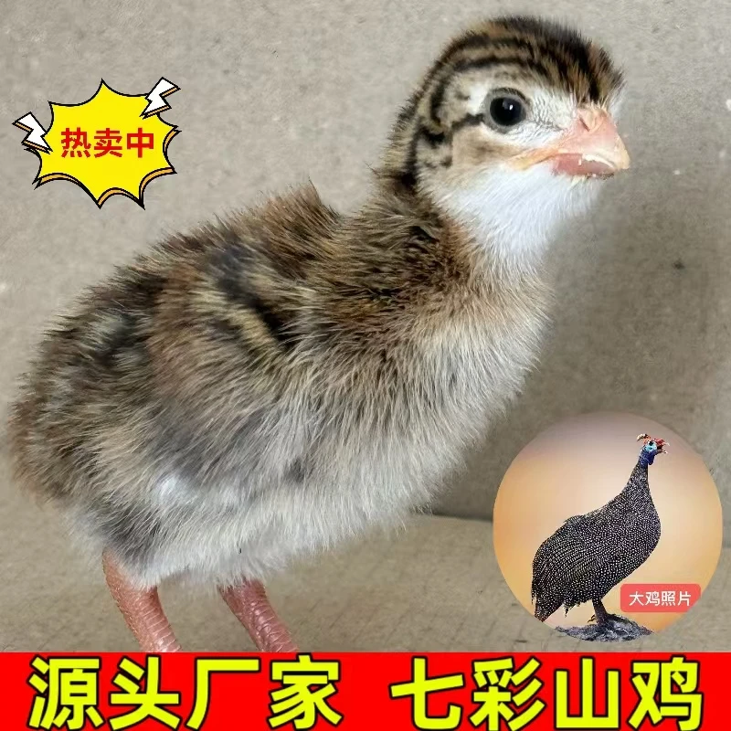 珍珠鸡苗幼苗肉禽之王 宠物鸡