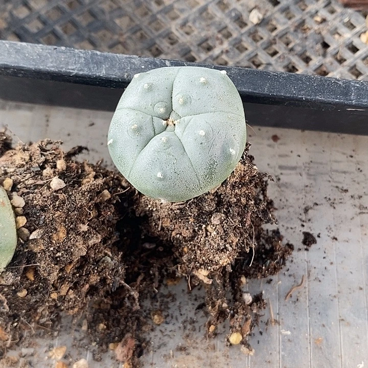 肋骨乌，一物一拍，