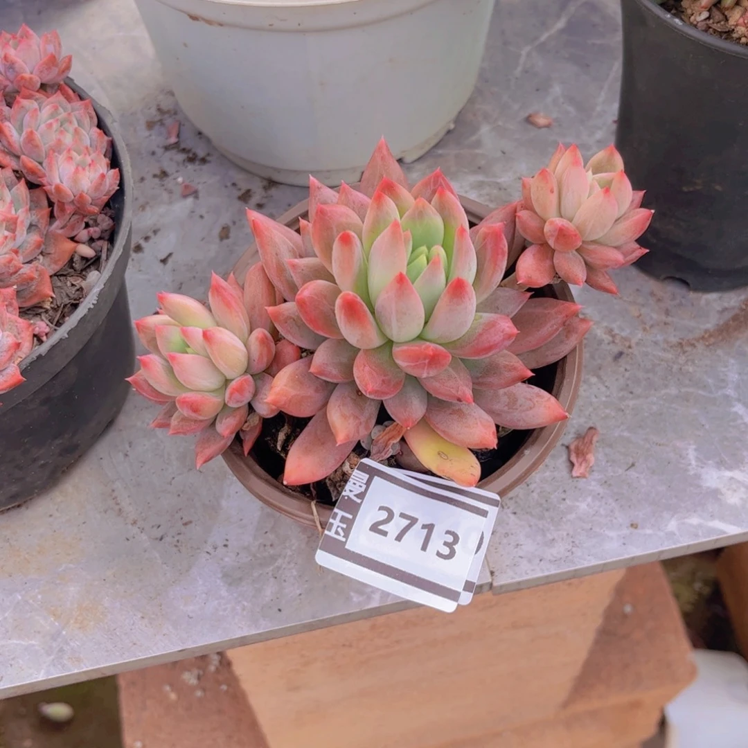 冰心公主多肉植物2713