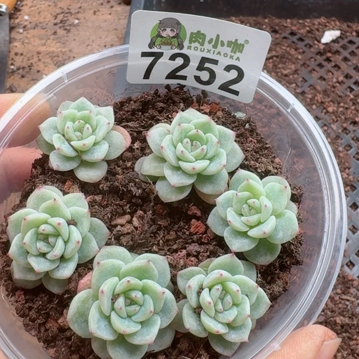 多肉植物多肉植物