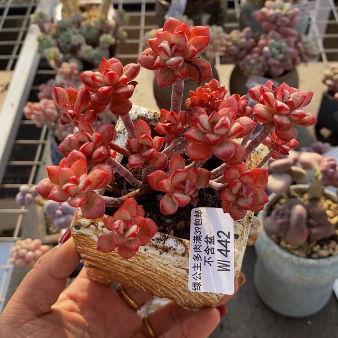 探戈缀442/9cm多肉