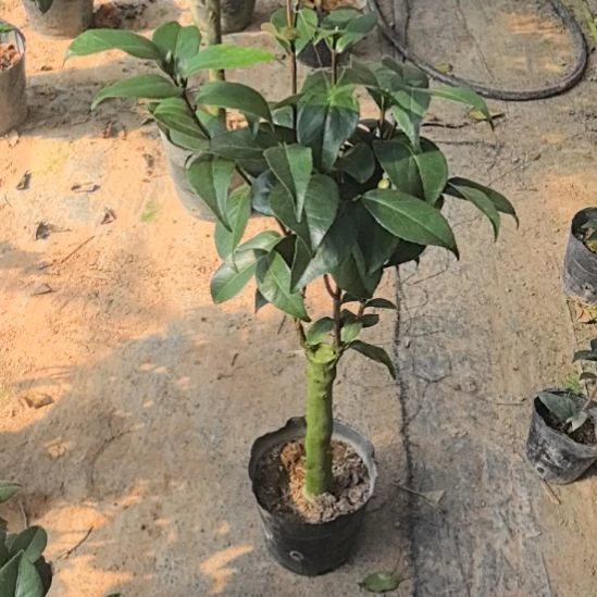 完全开放超级如意随单