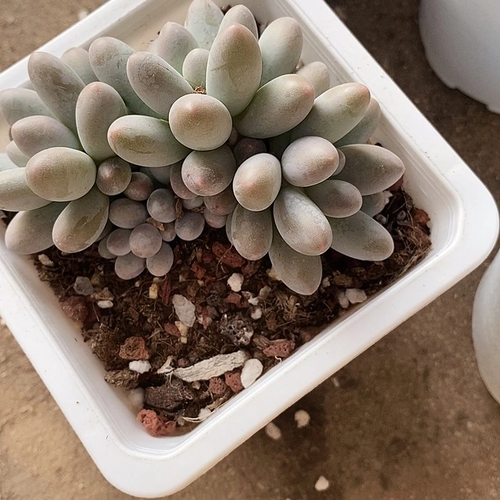 风**人汤圆24568899”l m m