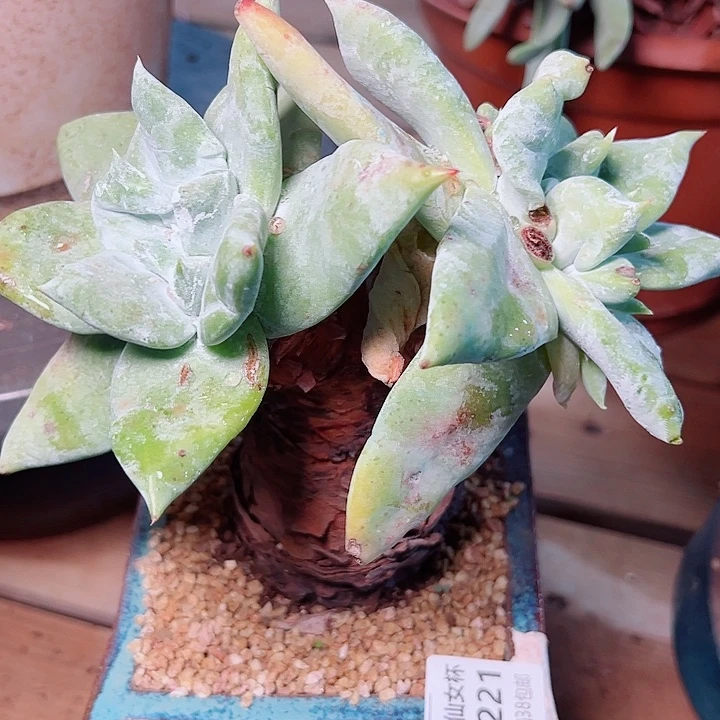 9221牡丹仙女杯多肉