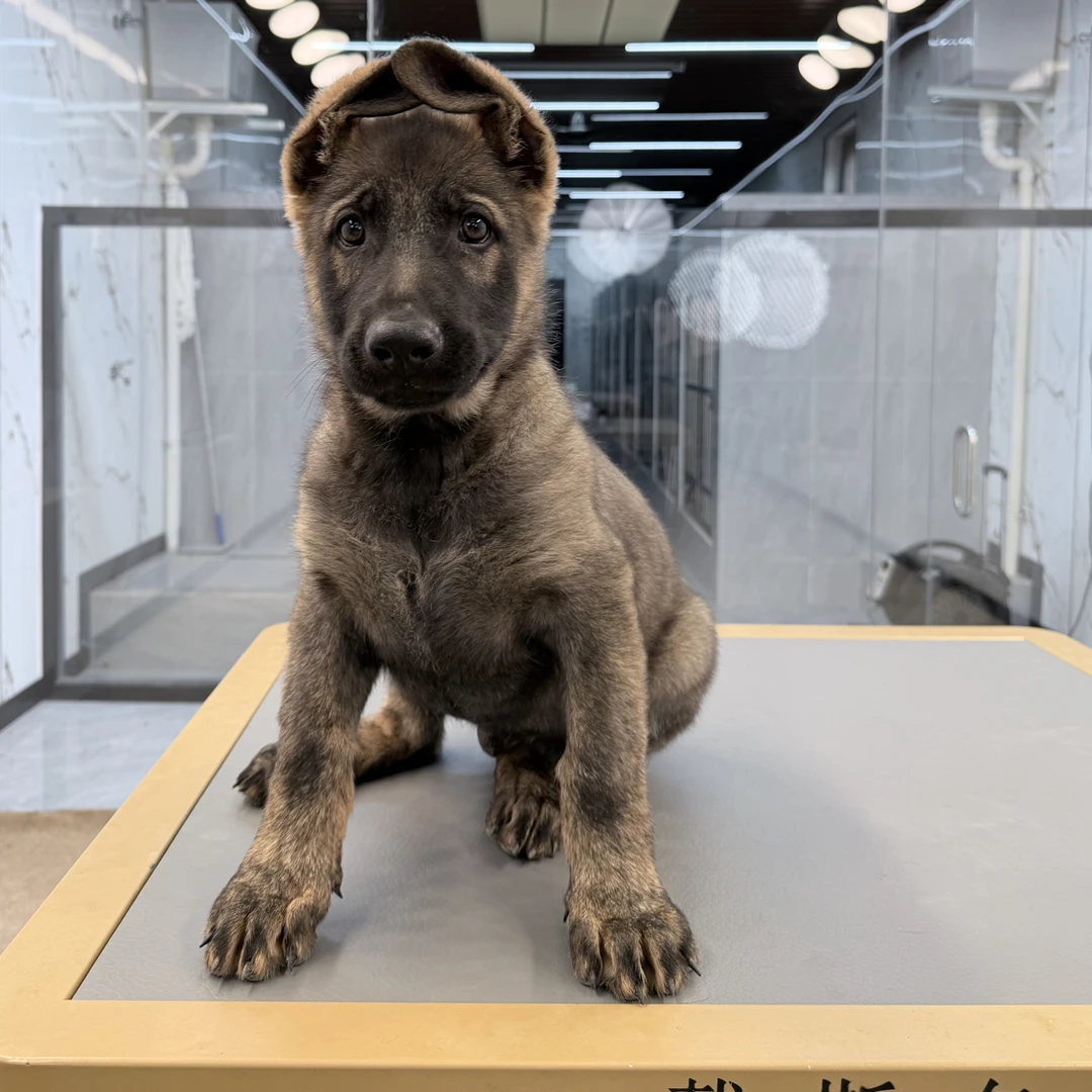 【戴斯名犬】东德牧羊犬 活体 狗狗