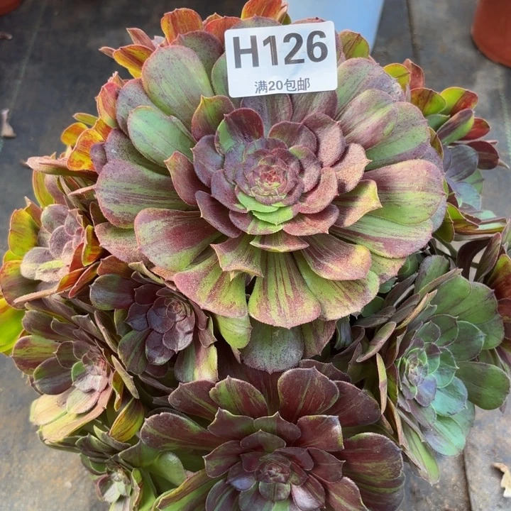 瑞妈多肉植物，126.花月夜