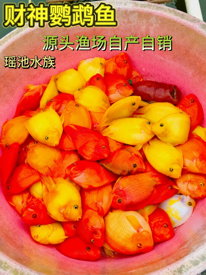 8公分-14公分热带血红鹦鹉鱼大型淡水观赏鱼可与银龙鱼搭配饲养