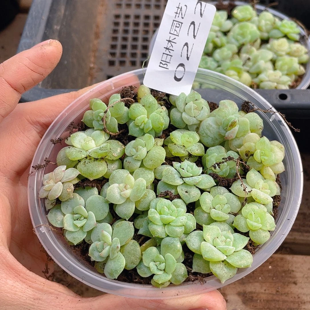 多肉植物多肉植物222