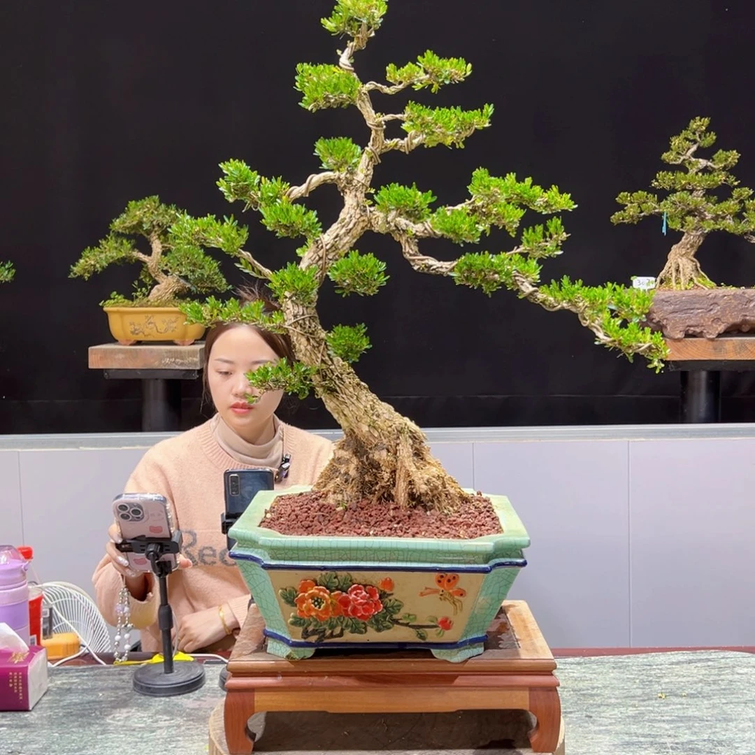 四季常青老桩黄杨盆景