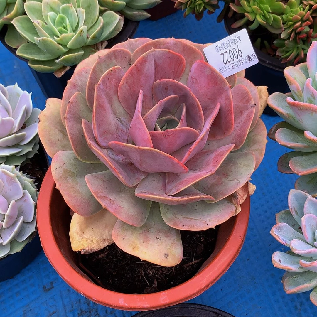 小***装    不知名90022