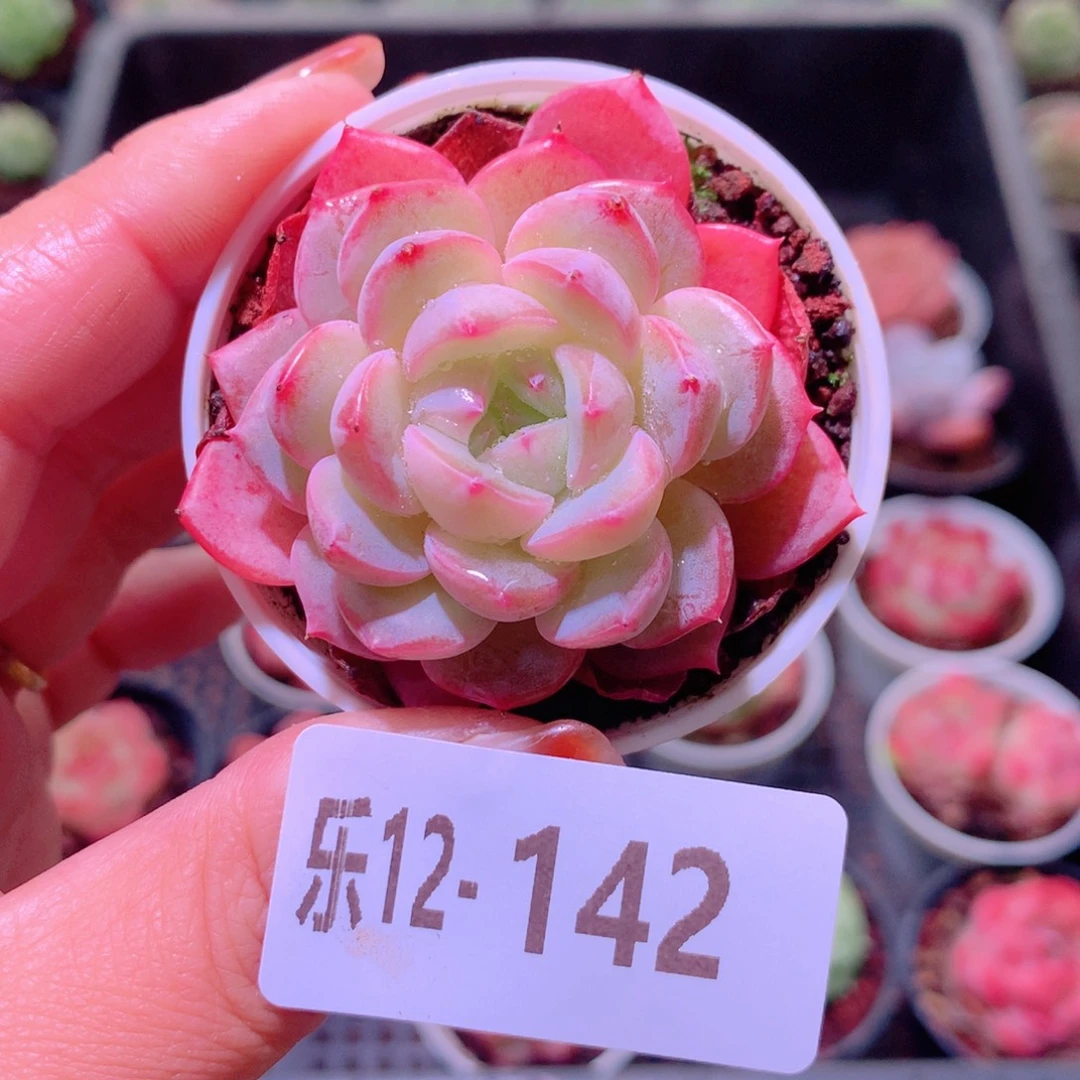 乐然12-142 新品单头