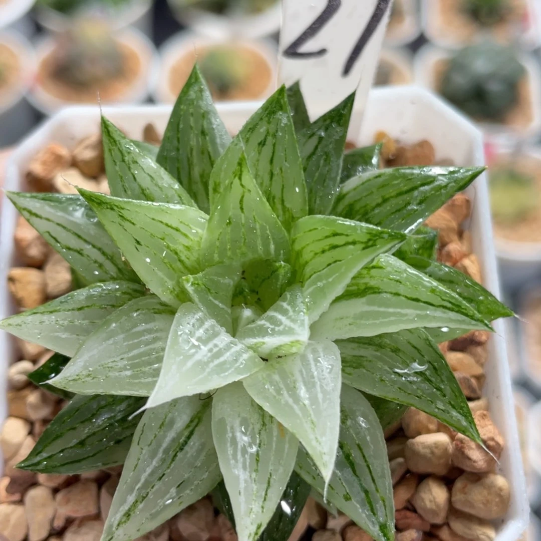 27元祖冰沙糖锦。