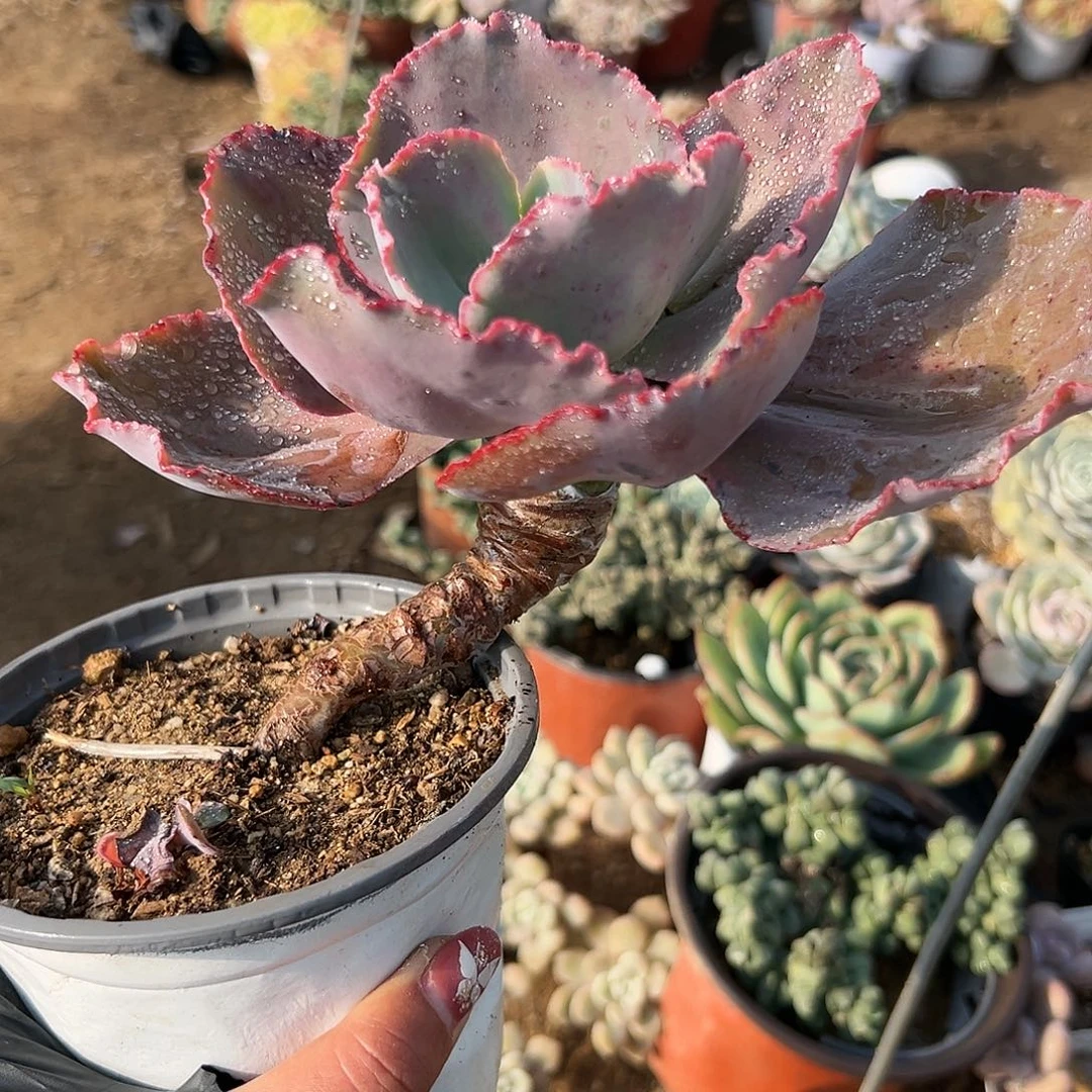 多肉植物蓝色妖姬