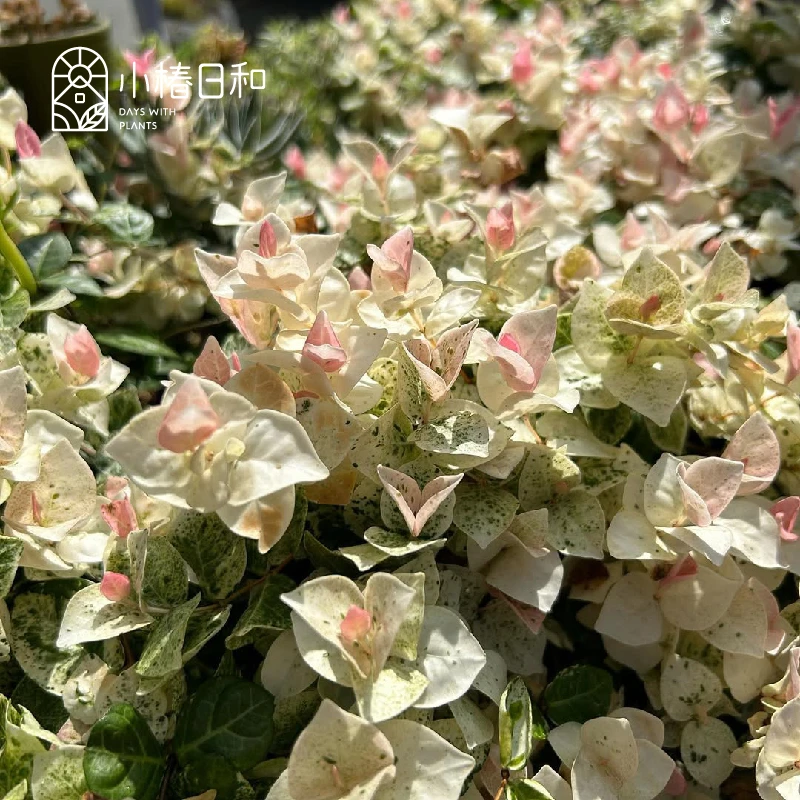 小椿日和 花叶络石新品初雪常绿耐寒观叶藤本地被匍匐垂吊盆栽