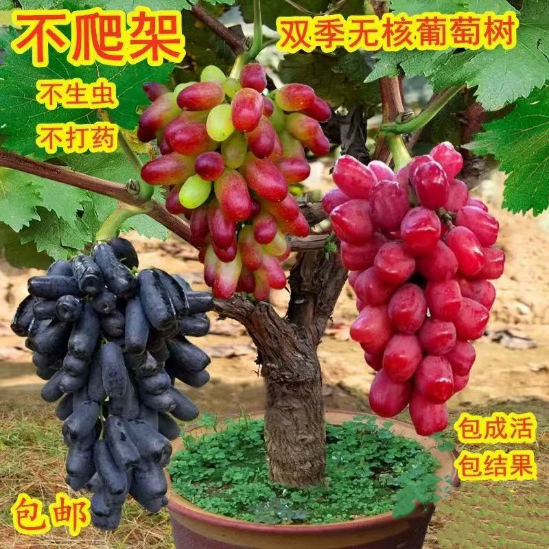 特大葡萄树苖巨峰无籽阳光玫瑰葡萄树苗蓝宝石爬藤南北方当年结果