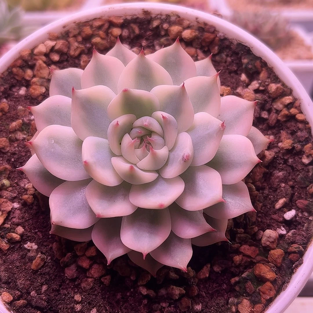 吉娃娃锦多肉植物