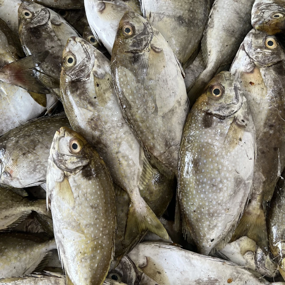 【泥猛鱼】汕尾本港野生海捕 肉嫩刺少 焖酸梅 清蒸煮汤