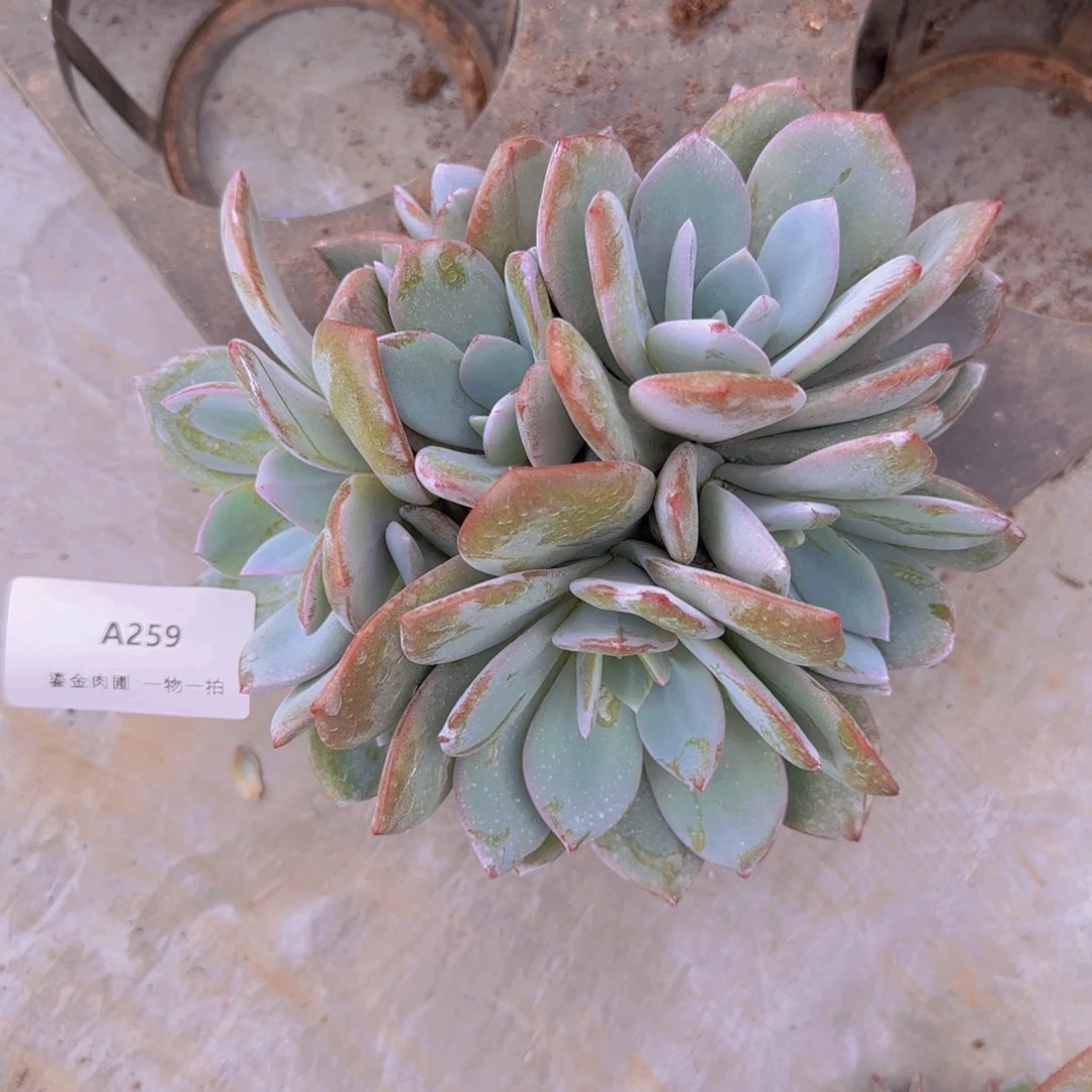****つA259奶茶群生