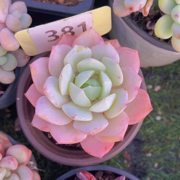 健健康康平平安安