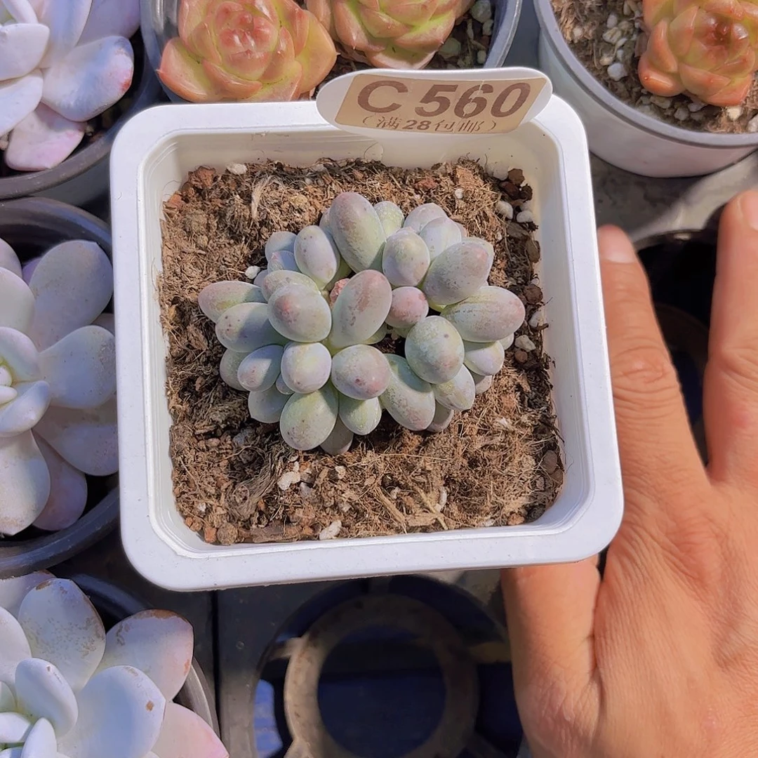 C560奶酪一物一拍