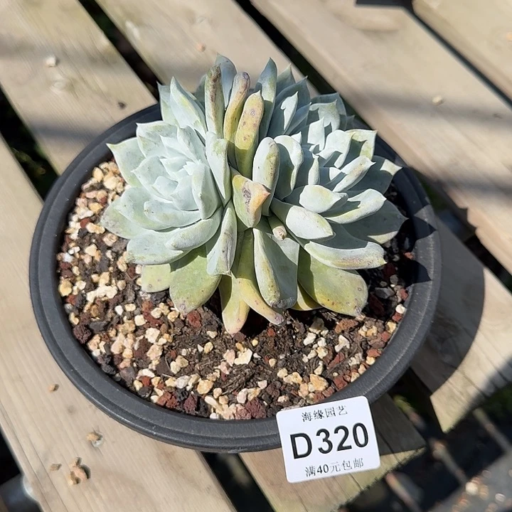 E****a牡丹苹果叶仙女杯