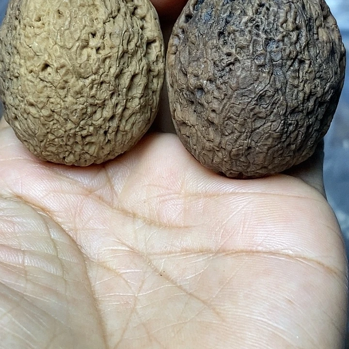 文玩核桃把件云南铁核桃20