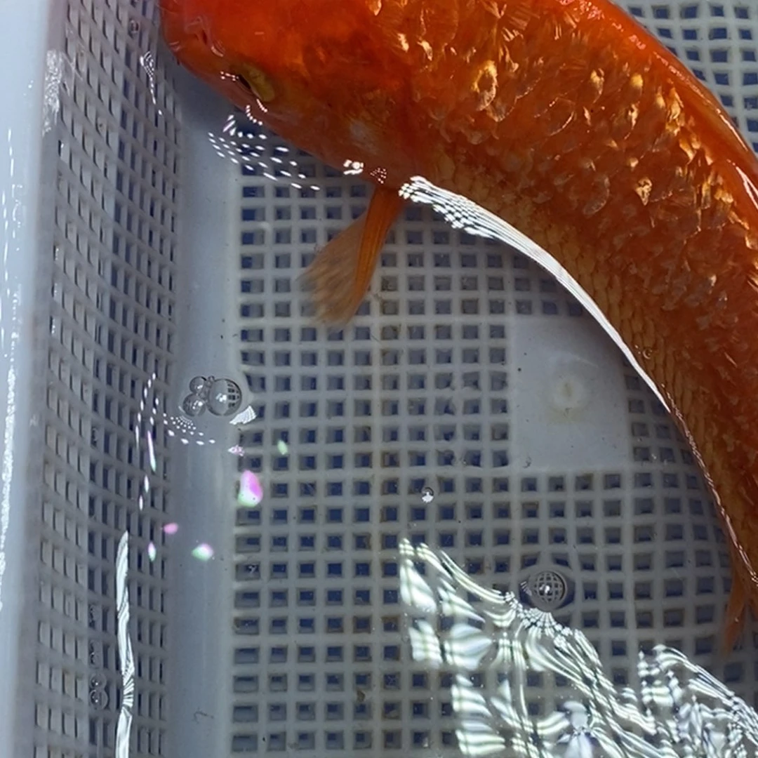 锦鲤冷水锦鲤包邮