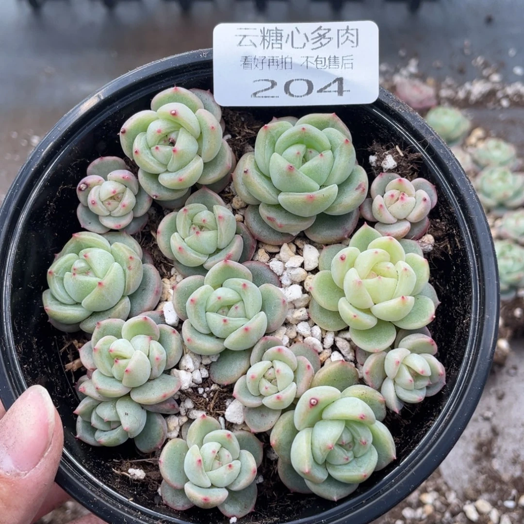 云糖心多肉植物204