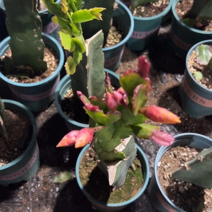 国***花80号037黄色重瓣888888