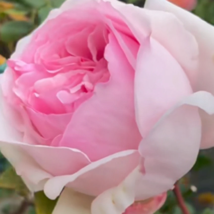 爆款乙女心 高级香水味伊芙浓香