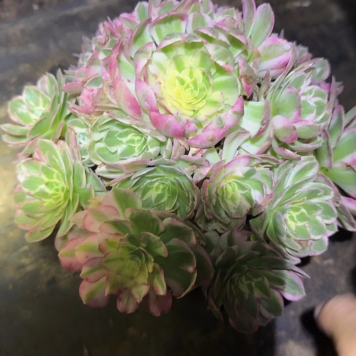 精品海王捧花亏本福利