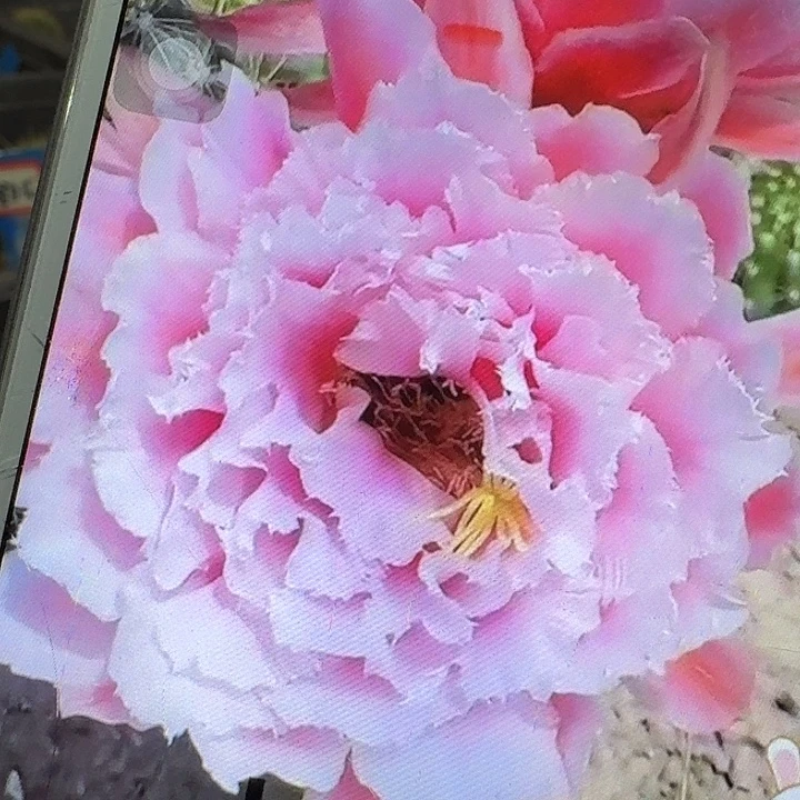 大仙女侧芽5公分毛花柱