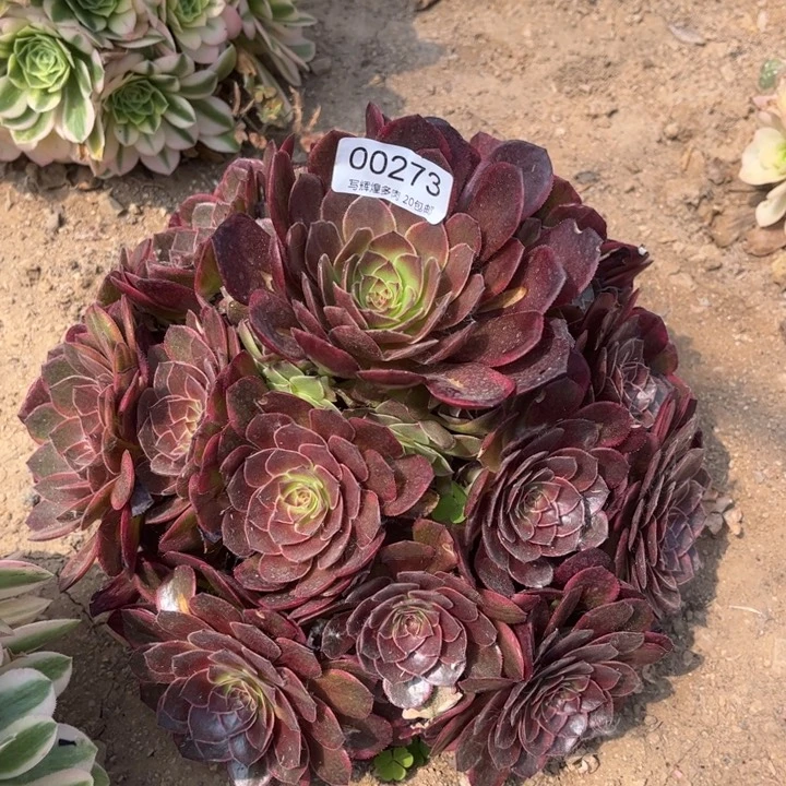00273半夏多肉植物