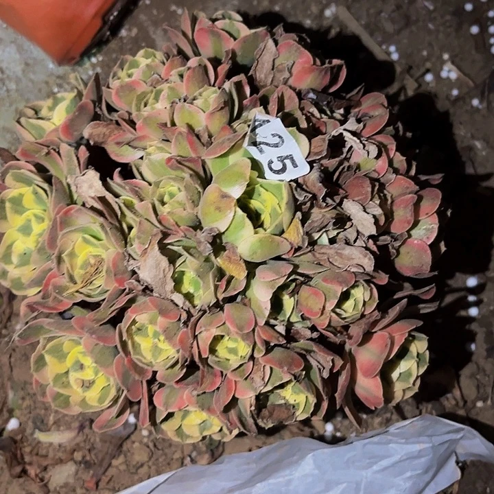 125妖月多肉植物不售后