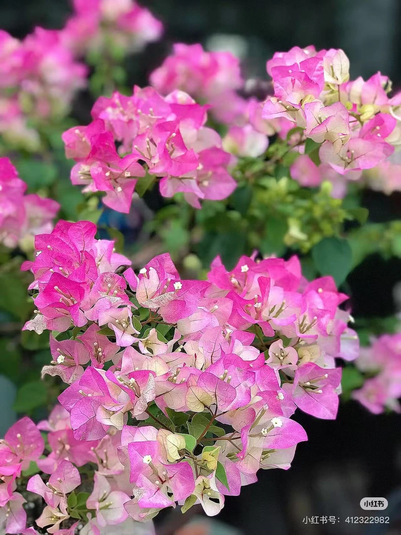 彩色三角梅一物一拍(掉花掉叶不售后严重时光杆子,介意勿拍)