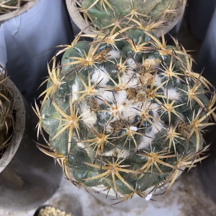 d***d实生大号天丝象牙