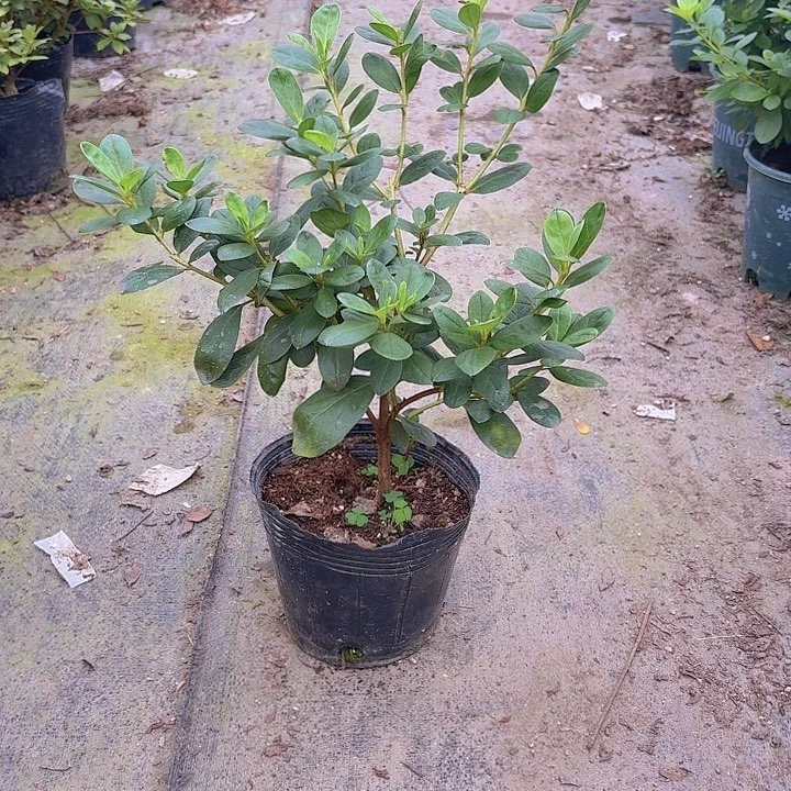 完全开放菲碧珠砂