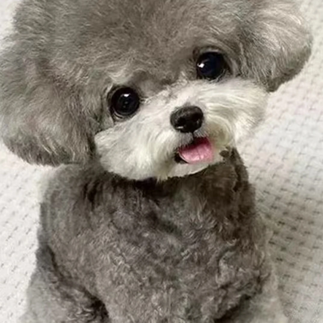 比熊博美柴犬活体狗狗饲养指南