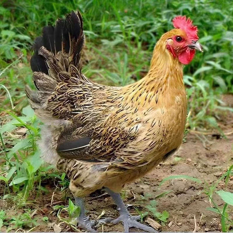 新人送一只 肉质鲜美黑脚土麻鸡 两斤一只到手四只新鲜LZ