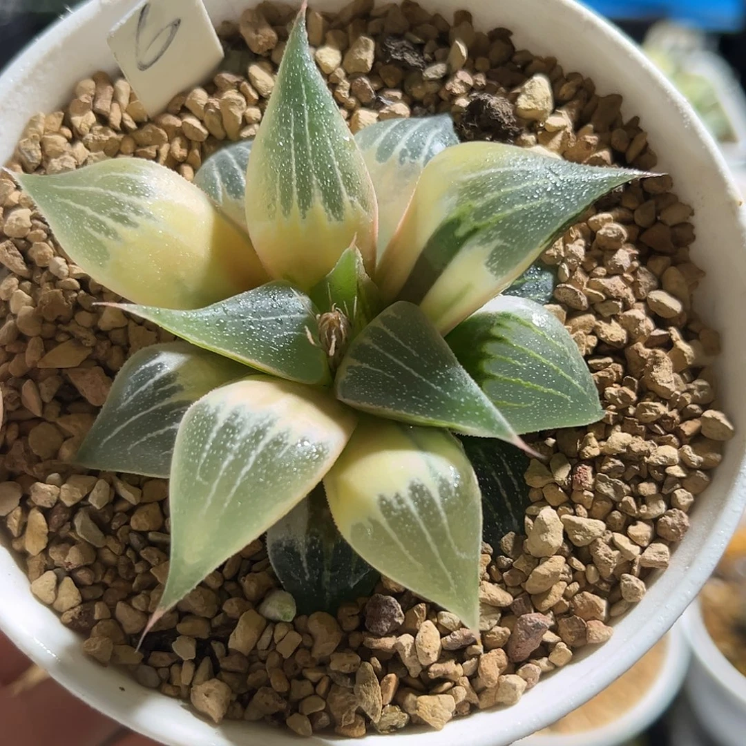 6糊斑实生寿锦福利