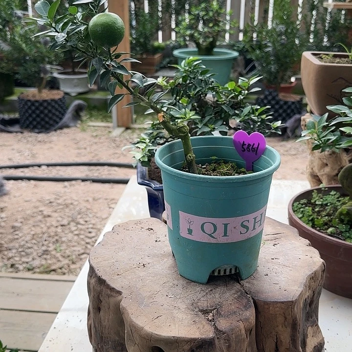 *****直播间八房柑一物一拍