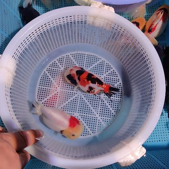 金鱼090兰寿两只特价顺丰包邮