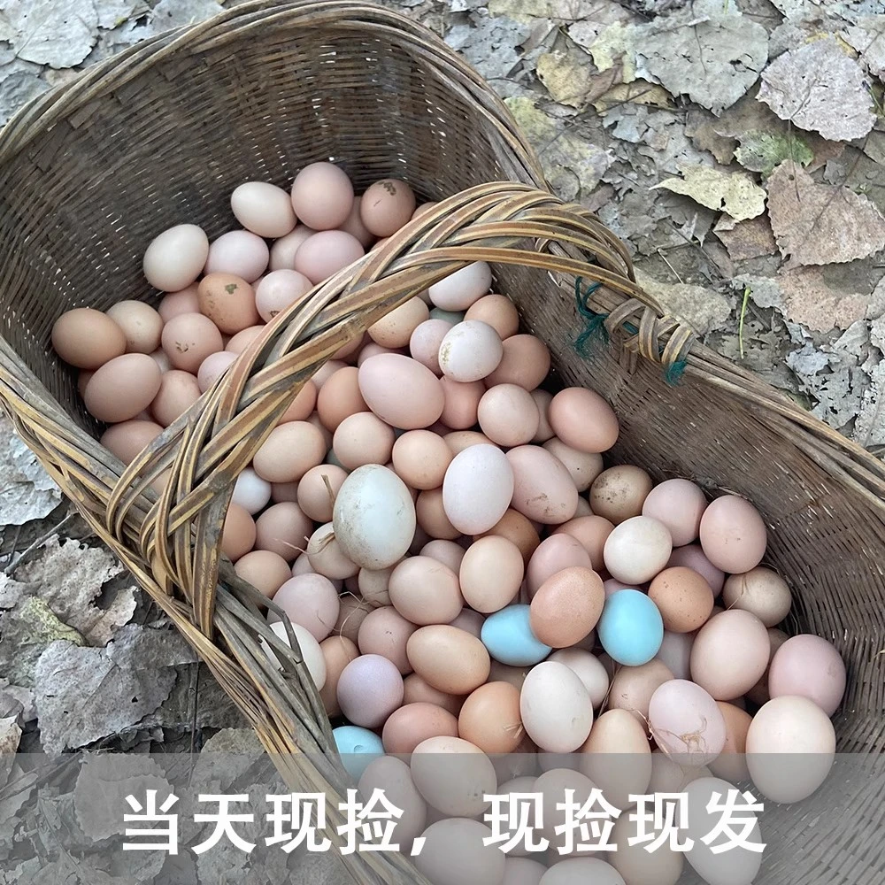 岭南农家山林散养新鲜小土鸡蛋纯粮食喂养无激无抗