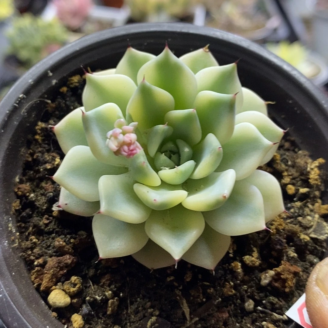 11176妲己多肉植物
