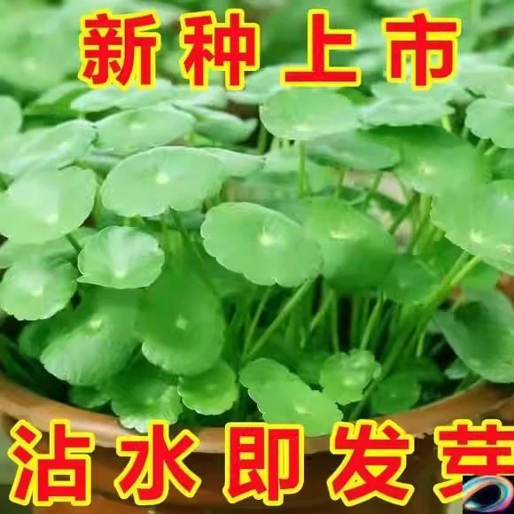 铜钱草金钱草水养种籽水培土培花种子大号四季庭院阳台盆栽种