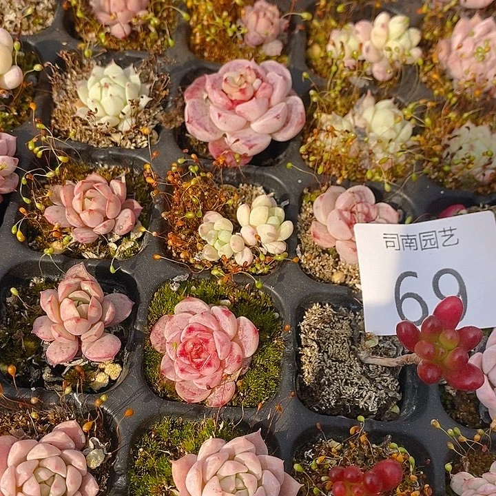 69 多肉植物盆栽花卉植物