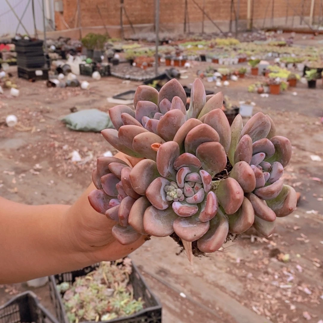 奥普琳娜三头起发