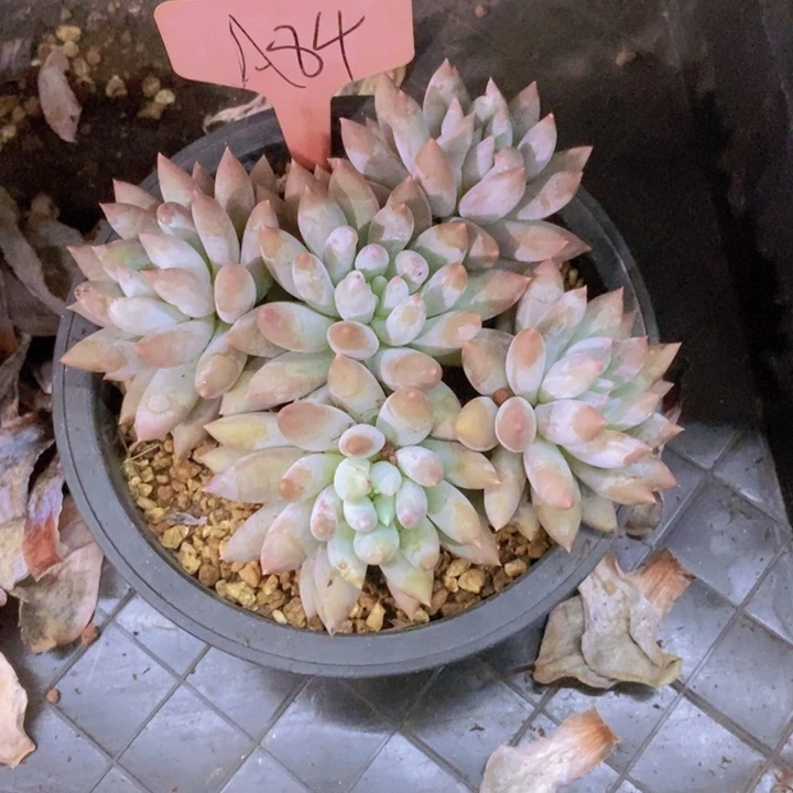 在家干了啥呀啊这