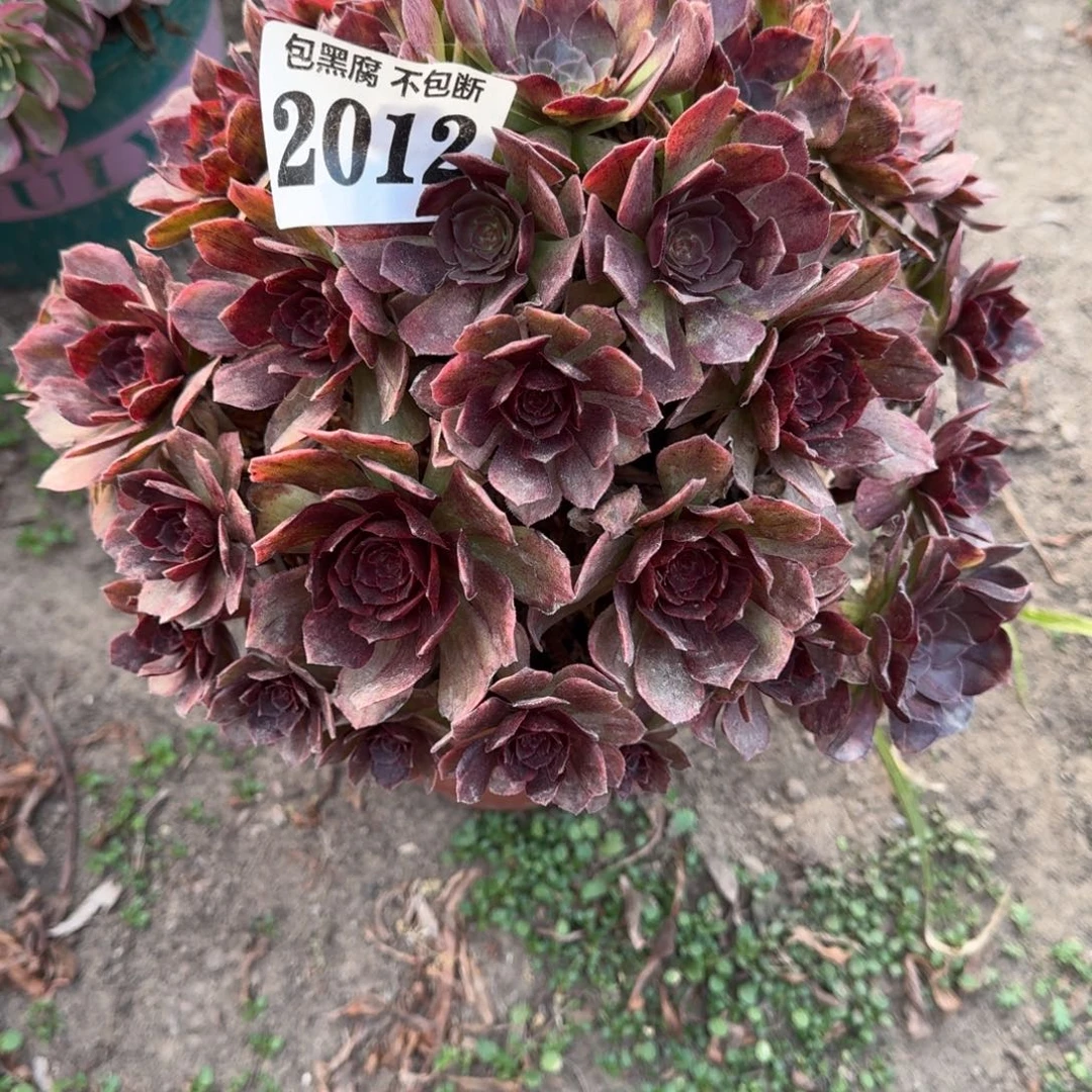 17-9法师红丝绒2012